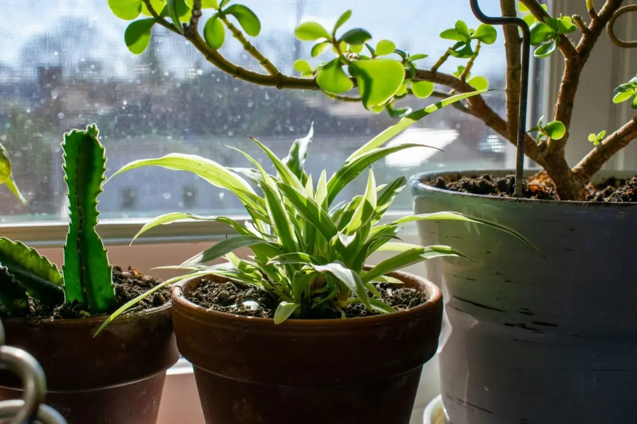 Plants on a sunny window sill